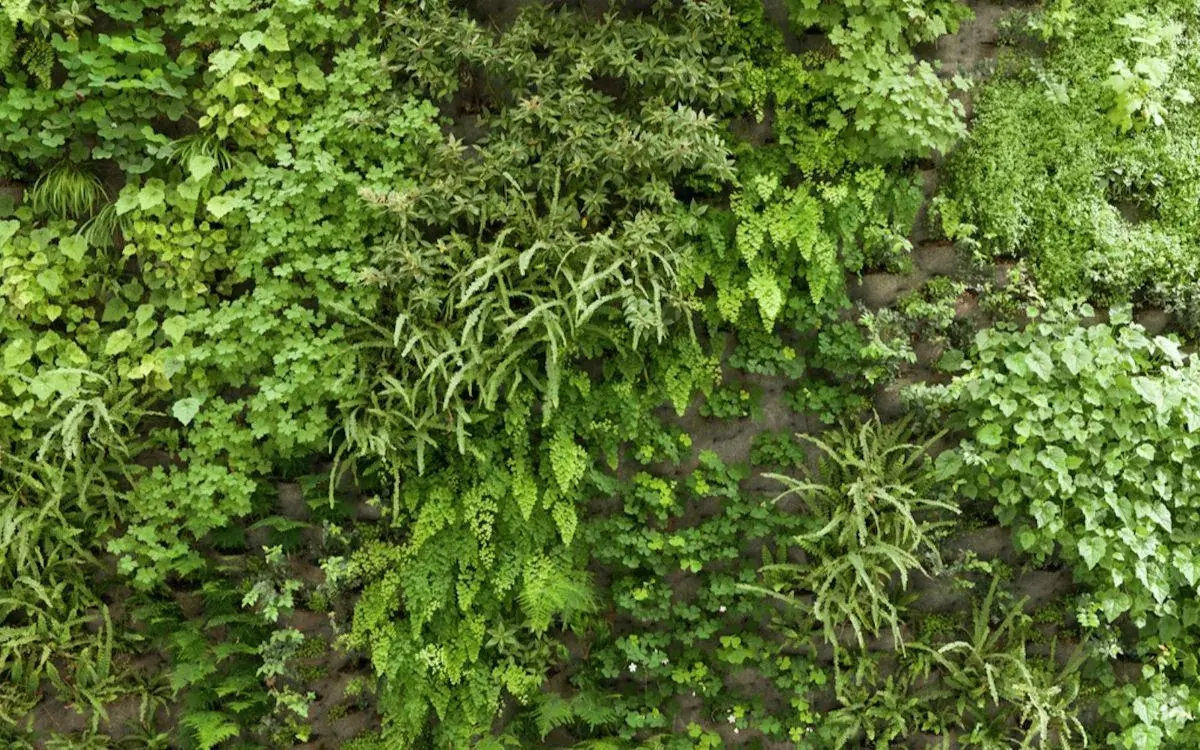 Image details: SFMOMA living wall; photo: Don Ross