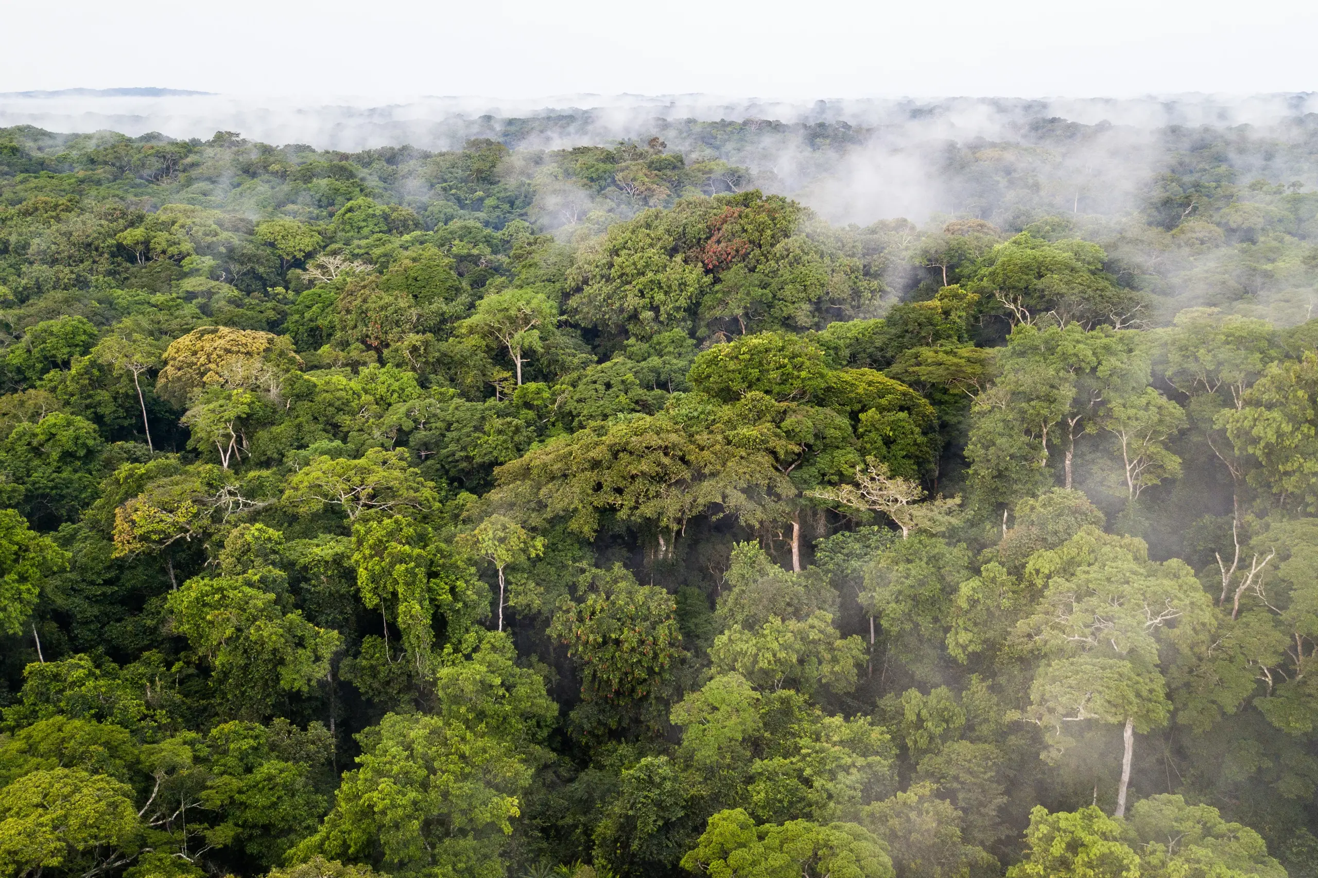 Étude de cas Asana – Wildlife Conservation Society – arbres