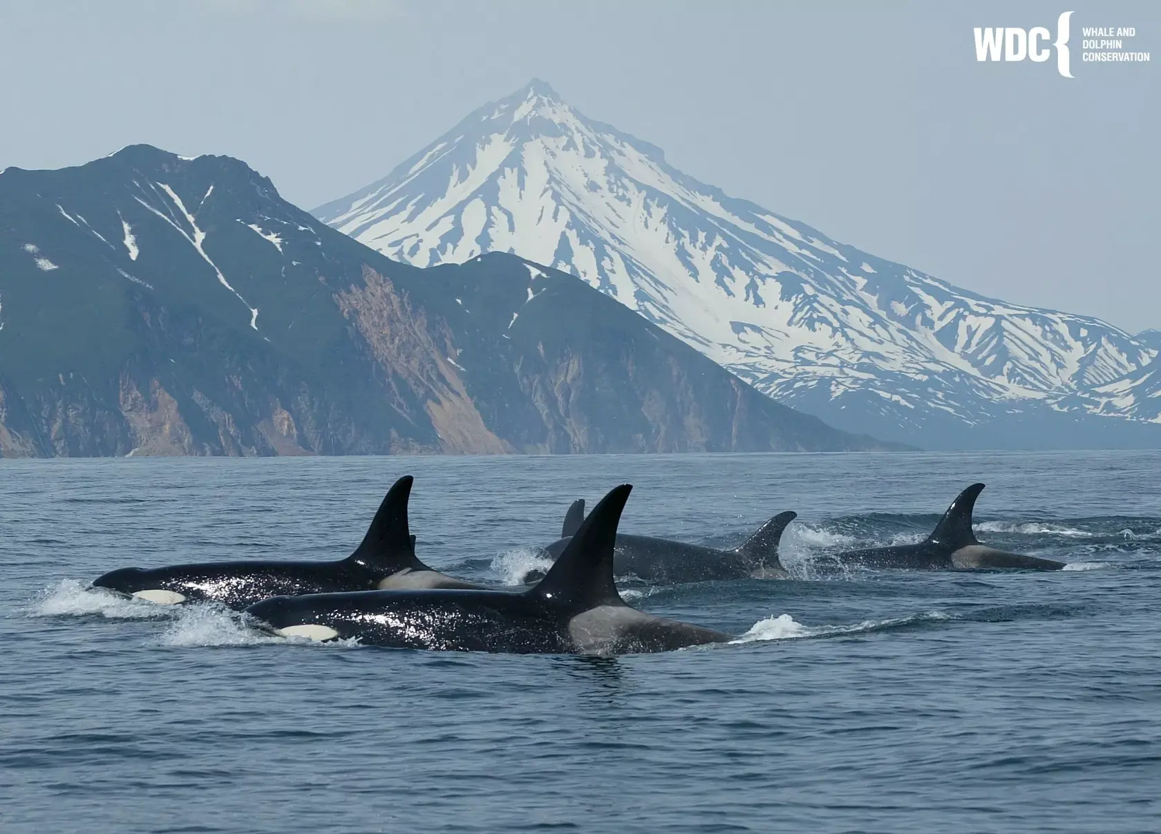 Imagem do cabeçalho da Whale & Dolphin Conservation