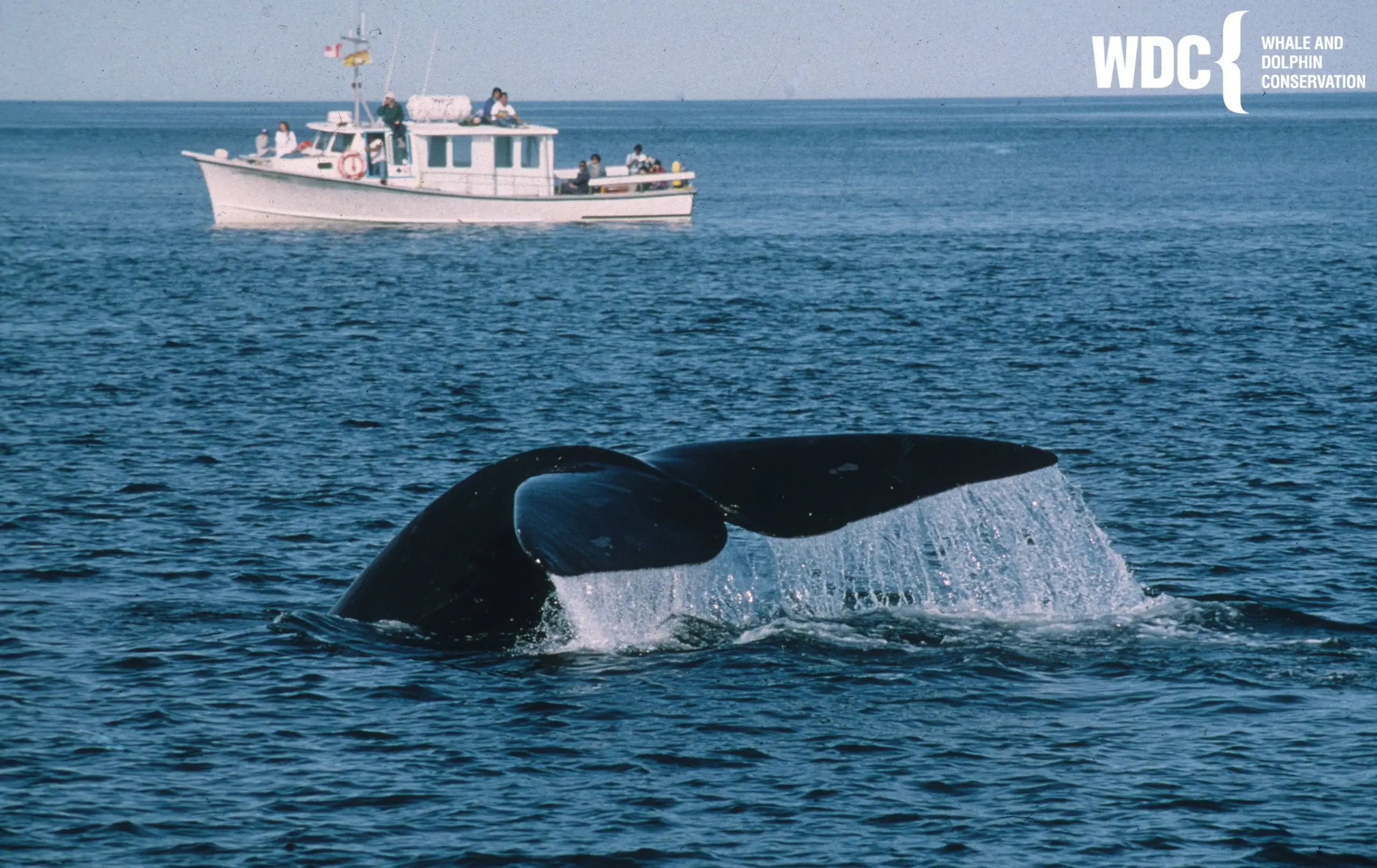 Bote de pesca de WDC